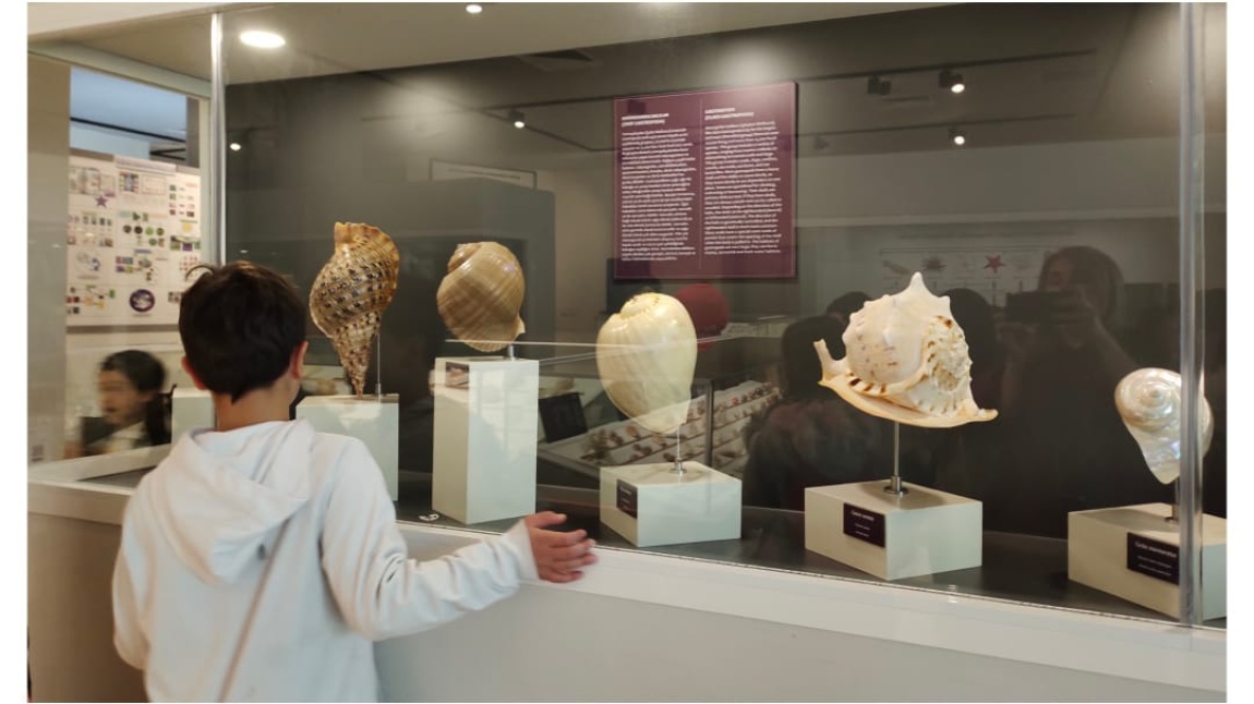  4/D sınıfı, Hacettepe Üniversitesi Biyoçeşitlilik Müzesi 'ni ziyaret etti. 